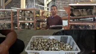 BUMDES Sugih Mulya Ternak Seribu Burung Puyuh, Panen 800 Butir Telur Perhari